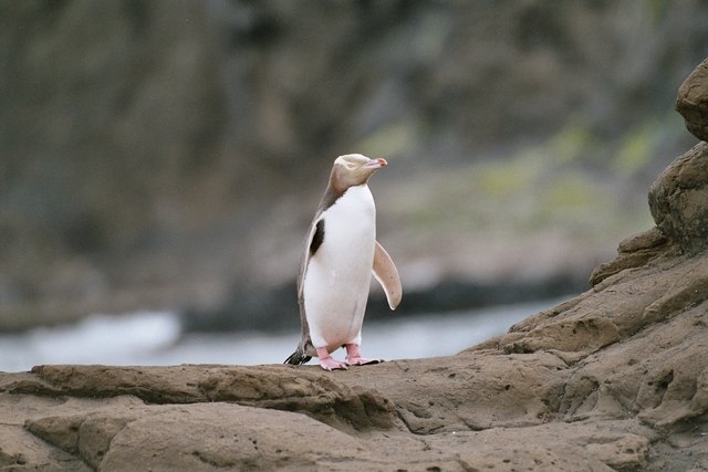 Yellow Eyed Pinguin (Catlins - Curio Bay, New Zealand)