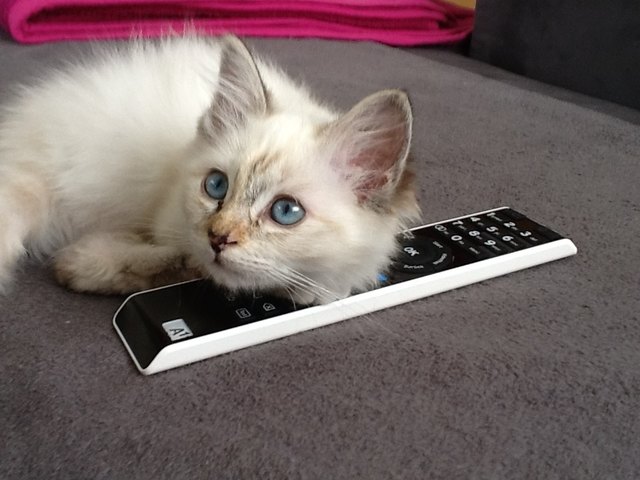 Samira liebt unsere Fernbedienung!
