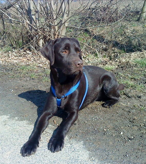 Labrador Aiko