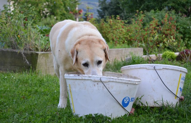 Auch unser Hund fühlt sich im Garten wohl.