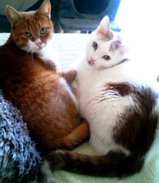 meine 2 Babys :) Chuck und Sid