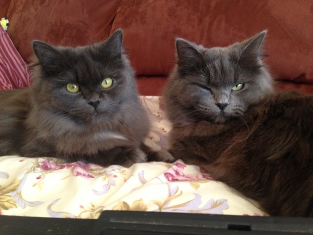 Sissi und Lilli