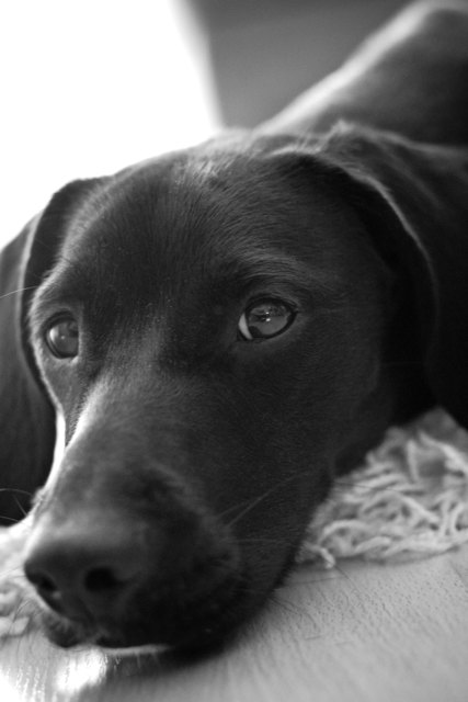 Barney_01