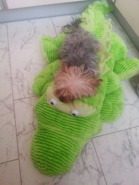 gismo und kroko