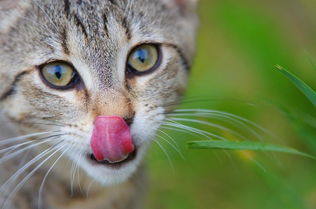 Unser Kater Tom auf der saftigen Wiese.