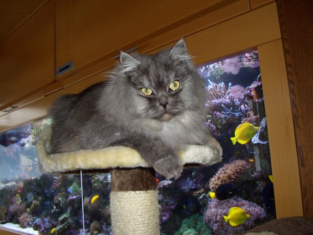 Das sind meine Fische!