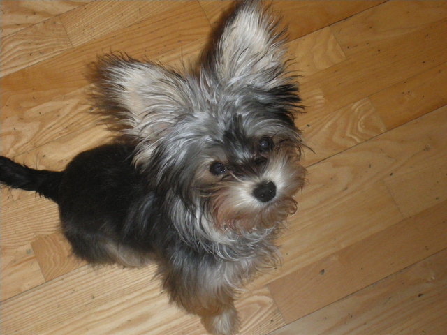 ... Maxi!