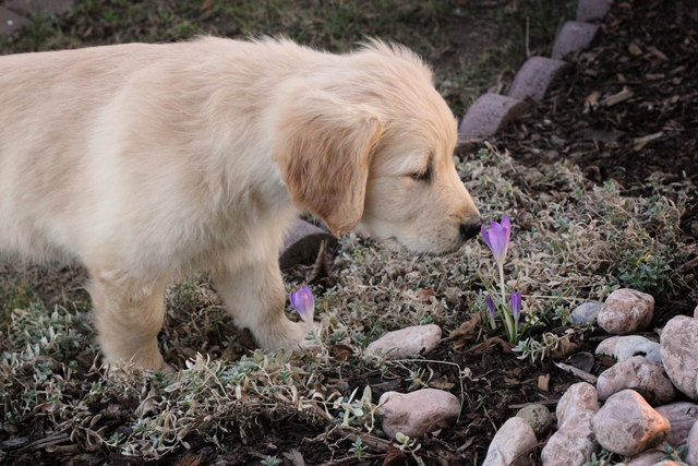 Golden Retriever Welpe Lilli