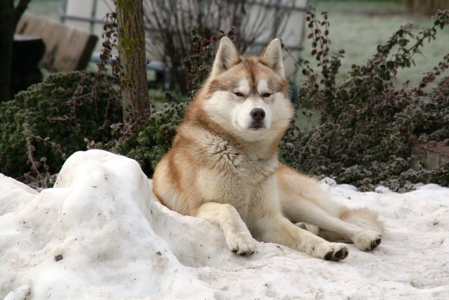 Unser Aron genießt den letzten Schnee.
