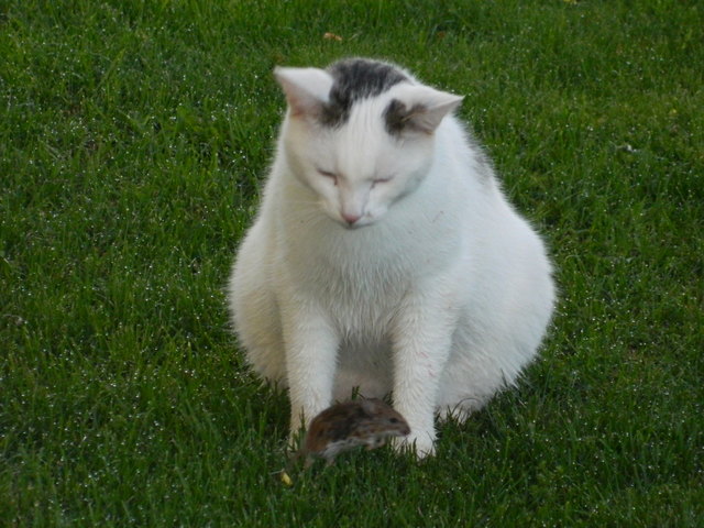 Kater Felix mit Maus