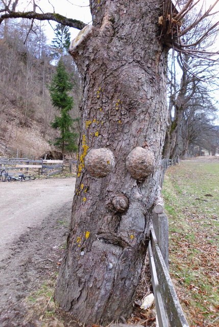 Ein märchenhafter Baum