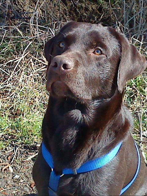 Labrador Aiko