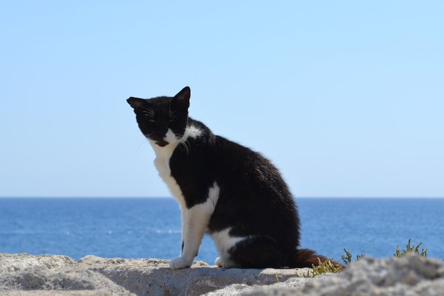 Streunende Katze auf Rhodos.