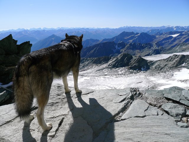 Selbst der Hund genießt den Ausblick von der Erzherzog-Johann-Hütte (3454m) am Großglockner