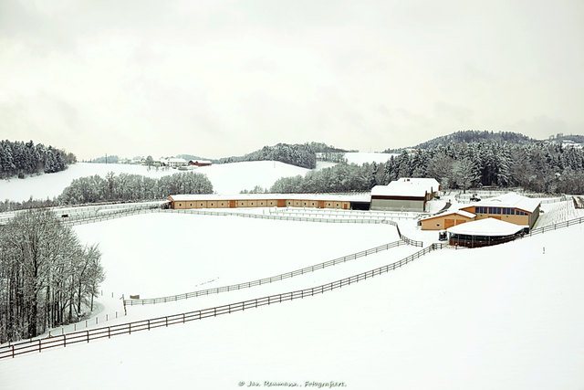 Das Gestüt unter den Birken in Lacken in der Gemeinde Feldkirchen | Foto: Jan Reumann