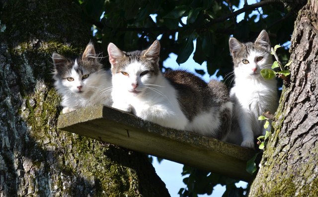 Diese Katzen verlieren den Überblick nicht.