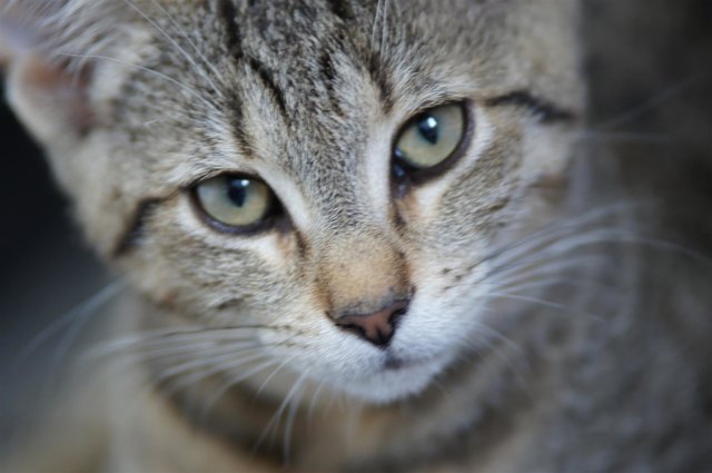 Kater Tom - Wer kann diesen Augen widerstehen?