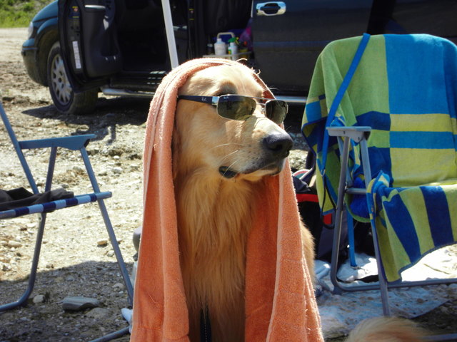 Merlin vom Gablitztal - cool am Strand