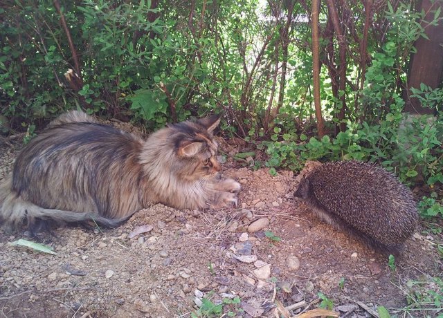 Katze trifft Igel