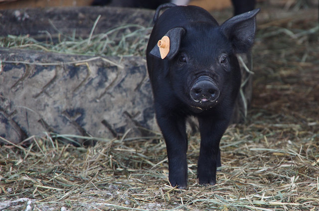 Unser Ferkel "Stehohr"