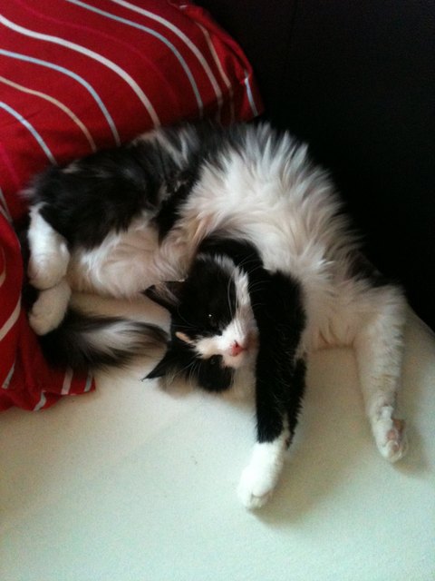 Katze Zoey beim Relaxen