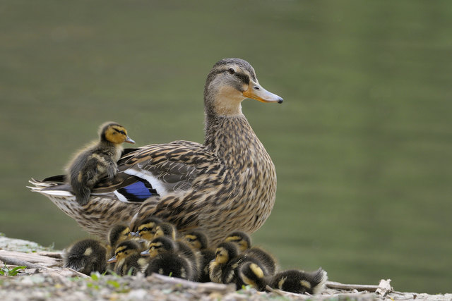 Entenfamilie