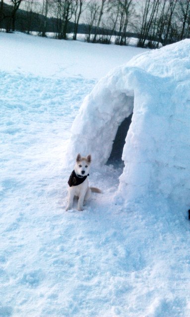 Kira meine Huskywelpin ( :