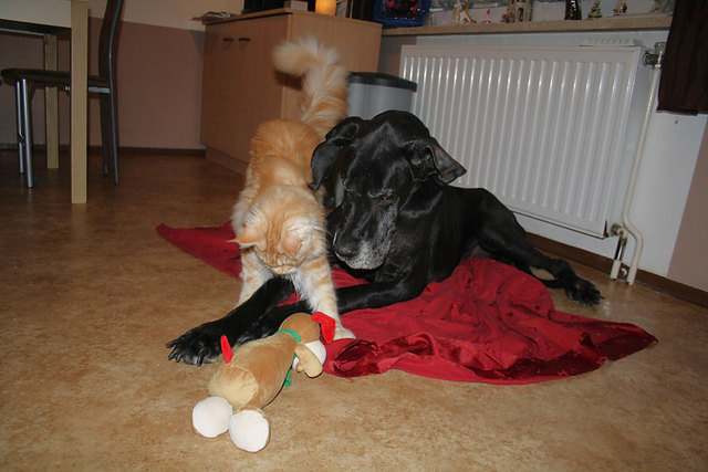 Best friends - Bruce & Zippo