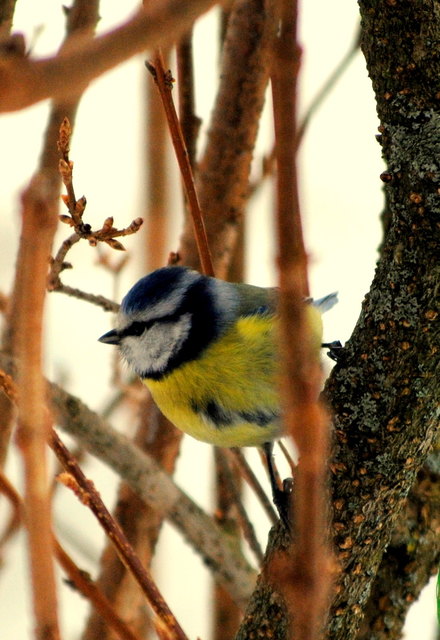 Süße Blaumeise!