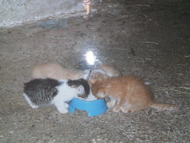 Unseren kleinen süßen Katzen :)