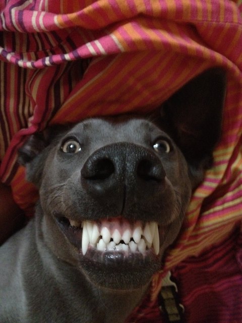 Bruce beim Spielen