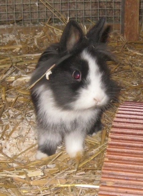 Sweety