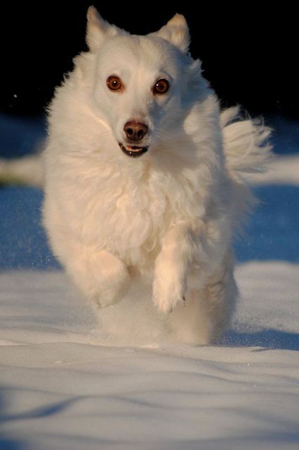 Spaß im Schnee