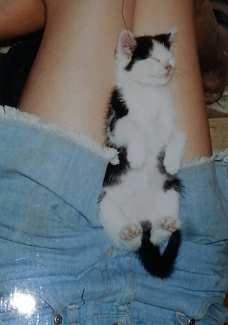Usere geliebte Katze die sich alles gefallen ließ :)