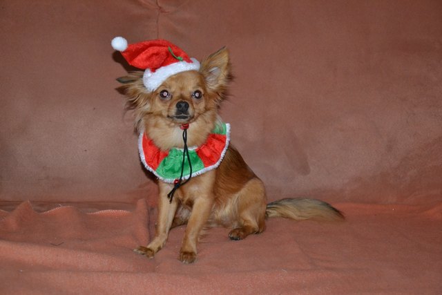 Weihnachte 2012