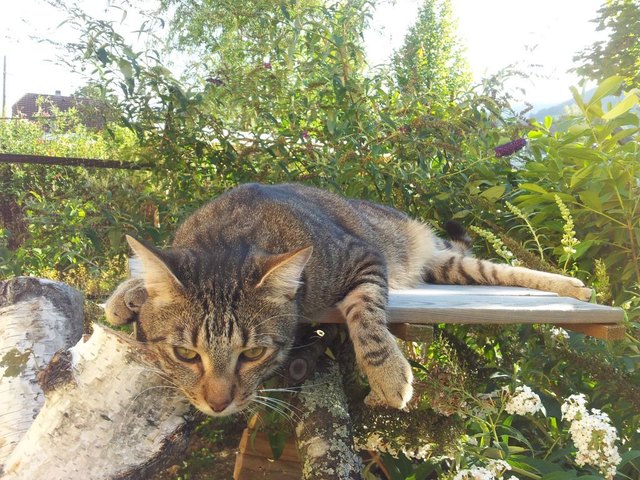 Herr Rossi sucht die Ruhe
