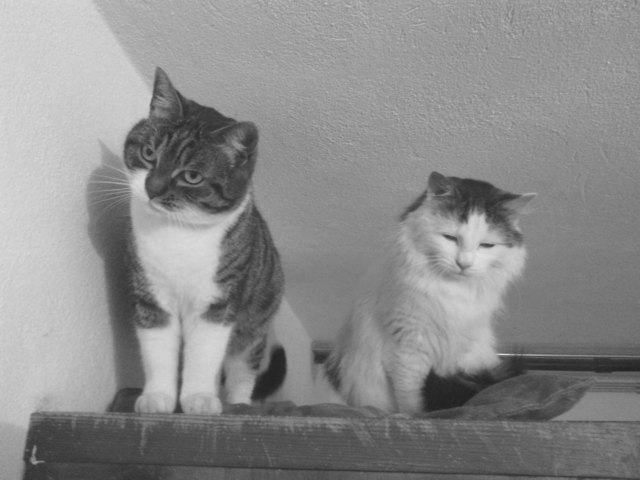 Meine Schmusekatzen Simba und Bärli