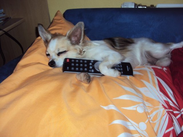 Nico beim Fernsehen " Typisch Mann"