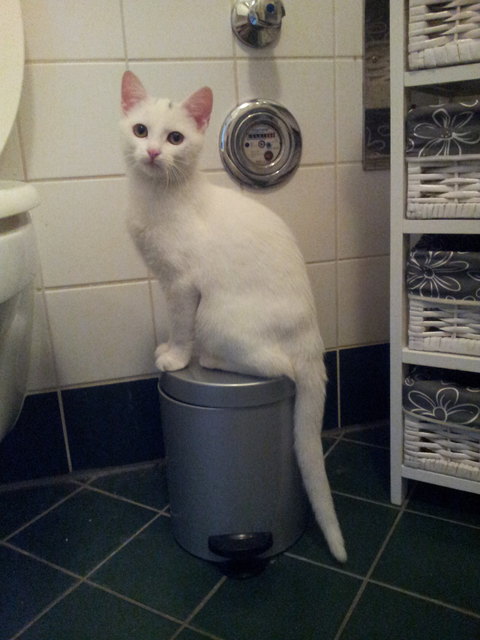 Amy bei der überlegung ob sie das wc benutzen soll oder nicht ( schwierige entscheidung, bitte helfen)
