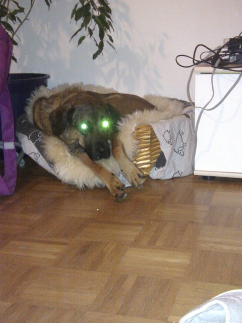 Alienhundsi