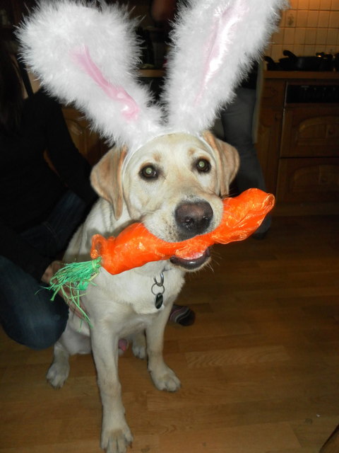Osterhund