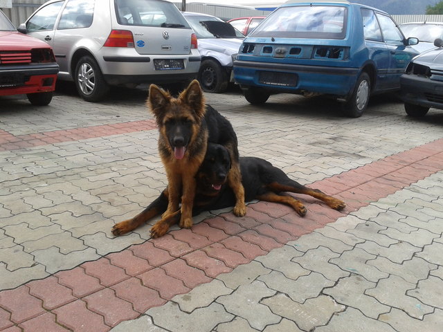 unsere zwei Hunde Maggie und Akimo beim spielen