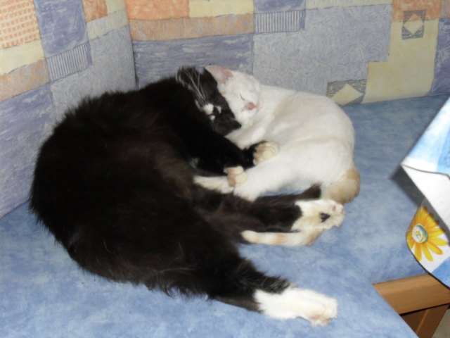 stubsi und sohn
