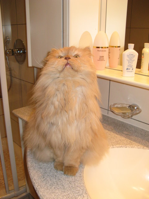 Wo ist das Duschgel? Kater Whisky im Badezimmer