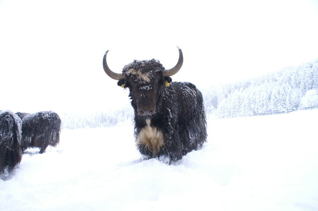 Yakstier im Schnee