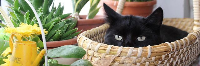 Jimmy is hiding in the basket :)