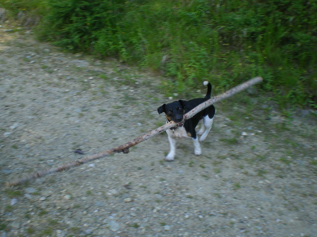 Laky holt das Brennhoz!