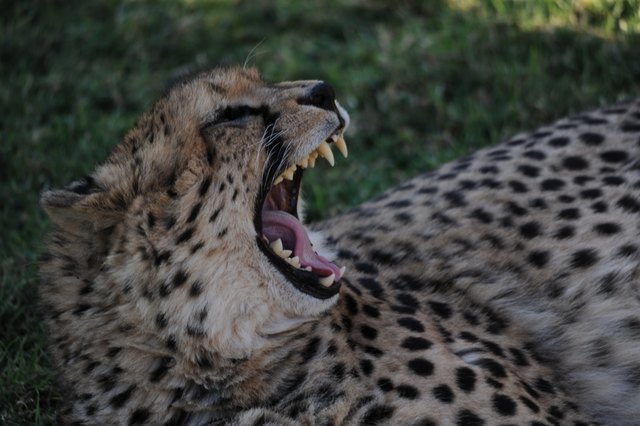 Eine nette Katze in Afrika