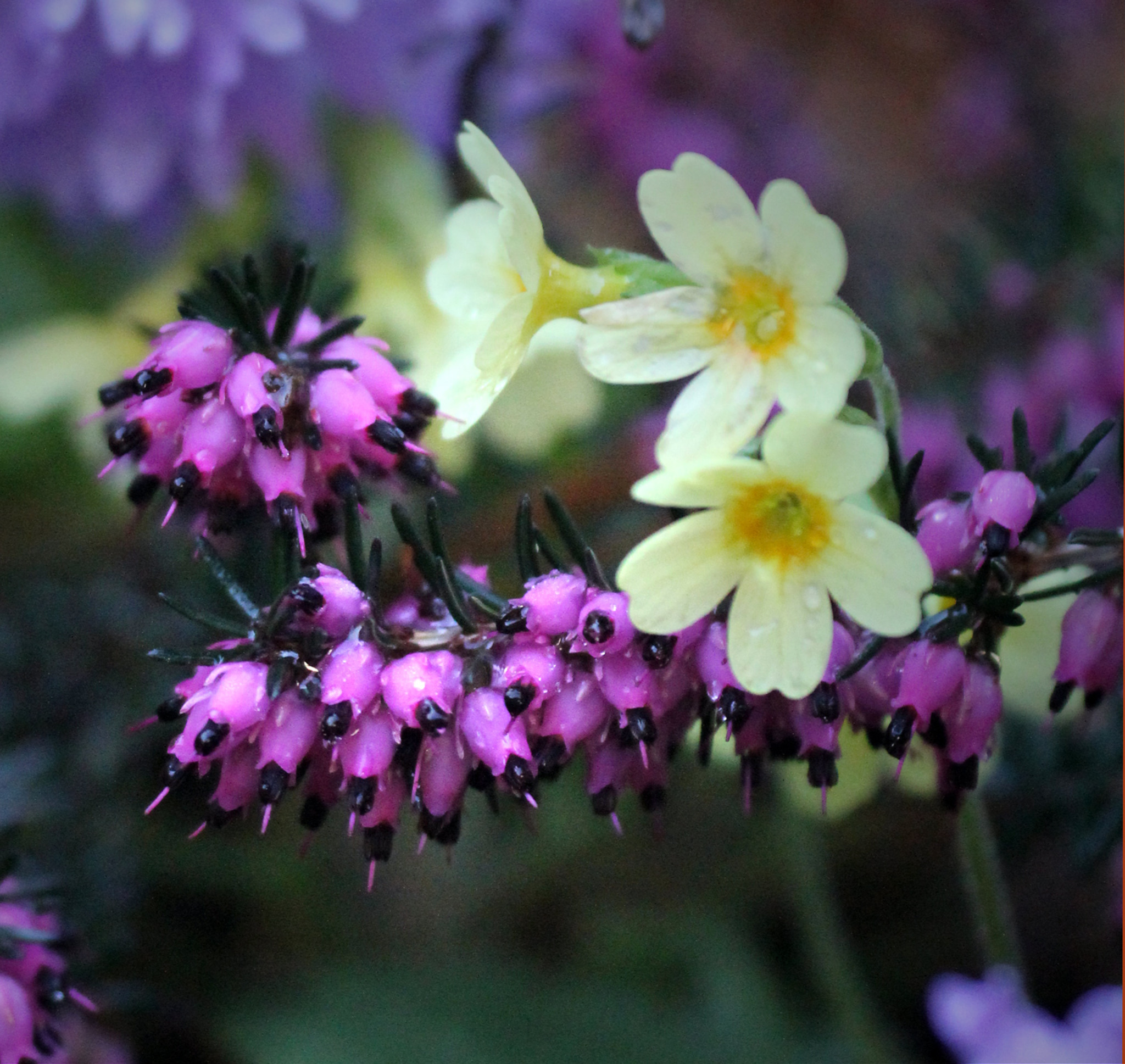 Ich Freue Mich Schon Darauf Englisch www.meinbezirk.at