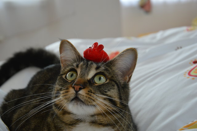 Shila findet ihr Maus schon wieder nicht!